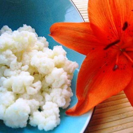 Buy Organic Live milk kefir starter grains in Dubai & UAE Online - Best Quality Kefir Grains